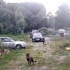 Мужчина в форме Росгвардии застрелил собаку на глазах у 13-летнего ребёнка в Петербурге