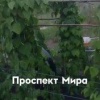 На Южном берегу мигранты обобрали огород у жилого дома. На пустыре возле...