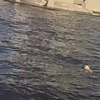 Невеста прыгнула с теплохода в Питере, пытаясь спасти тонущего гостя свадьбы.
