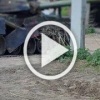 ❗️«Дайте нам палку, и мы будем ею воевать, дайте нам...