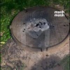 Огромные американские тараканы устроили нашествие на российские дачи