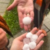 В Подмосковье из-за падения дерева во время грозы пострадал ребенок.