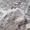 11 медведей отстрелили за ночь в ста километрах от Красноярска. Хищники вышли...