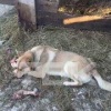 Собаку бросили на привязи без еды и воды