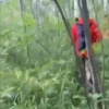 Пенсионер из Солнцево ушёл в лес за грибами и пропал —...