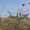 Взлет среди цветов и ракетные залпы по врагу — экипажи Ка-52М красиво уничтожили врага в зоне ответственности группировки 