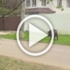 Шустрого кабанчика заметили на прогулке в Лисьем Носу 🇷🇺...
