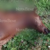 В Хакасии жеребенок вновь стал жертвой хищника