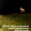 На трассе «Нева» появились светоотражающие силуэты лосей — они должны предупредить водителей о возможном выходе животных на дорогу.