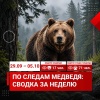 За неделю красноярцы 88 раз сообщили о медведях
