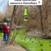 В водоёмах Новосибирска вода окрасилась в зелёный цвет.