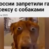 Секс с собаками В С Ё: в России запретили гайды по сексу с собаками.