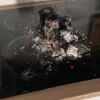Собака чуть не спалила квартиру, случайно включив лапой электрическую плиту в Москве