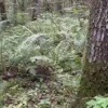 В Подмосковье обнаружили в лесу растяжку с гранатой
