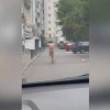 В Москве голый мужчина разгуливал по Кутузовскому проспекту. За ним пришлось...