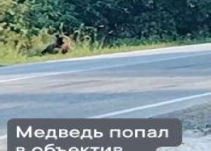 Медведь вышел поздороваться с людьми в Каргатском районе Его заметили...