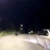 Трое медвежат заметили на улице в Краснотурьинске
