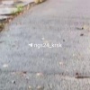 Крыса напала на суслика на о. Татышев в Красноярске.