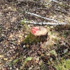 В лесах Тяжинского округа обнаружили признаки нелегальной рубки. Материалы...