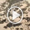 В Анапе новая напасть. Местные пляжи захватили водоросли — камка.