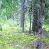 Недетские разборки устроили два огромных медведя в Нижне-Свирском заповеднике...