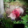 Жёсткие кадры не для слабонервных.