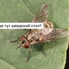 В Москве и Подмосковье сейчас активизировались осенние жигалки — мухи, внешне...