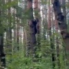 Грибники встретили медвежонка в окрестностях красноярского Удачного