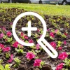 В Оренбурге высадили 6000 цветочных корней. 🌺 Озеленители...