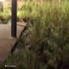 Двух лисиц заметили во дворе детского сада в Солнечном. К счастью, ребят в...