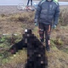 Медведь попытался залезть в окно жилого дома на севере Красноярского края В...