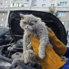В Москве спасли кота с очень недовольной мордочкой.