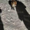 «Лисичка приходит каждый вечер во двор улицы Набережная», — рассказывают...