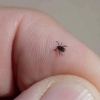10.000 случаев укусов клещей зафиксировано в Подмосковье с начала сезона....