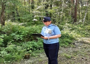 Лесозаготовителей в Дзержинско-Тасеевском округе заставили убрать порубочные...