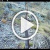 Игры малыша снежного барса попали в фотоловушку Саяно-...