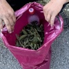 В Усть-Абакане у жителя изъяли крупную партию марихуаны Полицейские Усть-...
