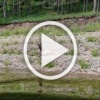 Мирно отдыхающего марала запечатлели туристы на берегу...
