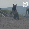 Медведь вышел в город в Иркутской области. Косолапого заметили на одной из...