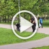 Целая драма развернулась в Южном Бутово: у козы на днях родились два козленка. Хозяин животных гулял с ними и мамой-козой, но в какой-то момент неизвестная женщина схватила козлят и попыталась унести