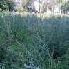 Джунгли на проспекте Гагарина, 39. Колючка, амброзия и...