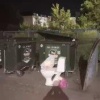 На улице Жолтовского, 11 в Прокопьевске мусорные баки превратились в рассадник огромных крыс.