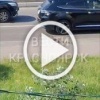 Семья уток чудом не погибла под колесами авто на проспекте Красноярский рабочий