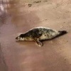 Фонд друзей балтийской нерпы выпустил еще трех серых...