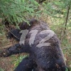 Медведь растерзал алабая во дворе жилого дома в Красноярском крае