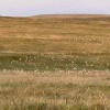 Внимание, сейчас на вас накричат забайкальские дзерены. Тысячное стадо...