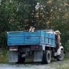 Мишки решили сесть в машину в башкирском Межгорье