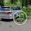 На Юбилейном ветка упала на автомобиль 🇷🇺 Источник: ЧП Хакасия