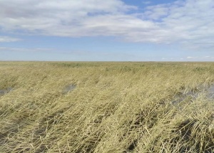 В Новосибирской области спасатели восемь часов искали троих рыбаков на озере...