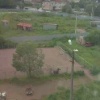В Выборге по улицам бегал испуганный лось.
